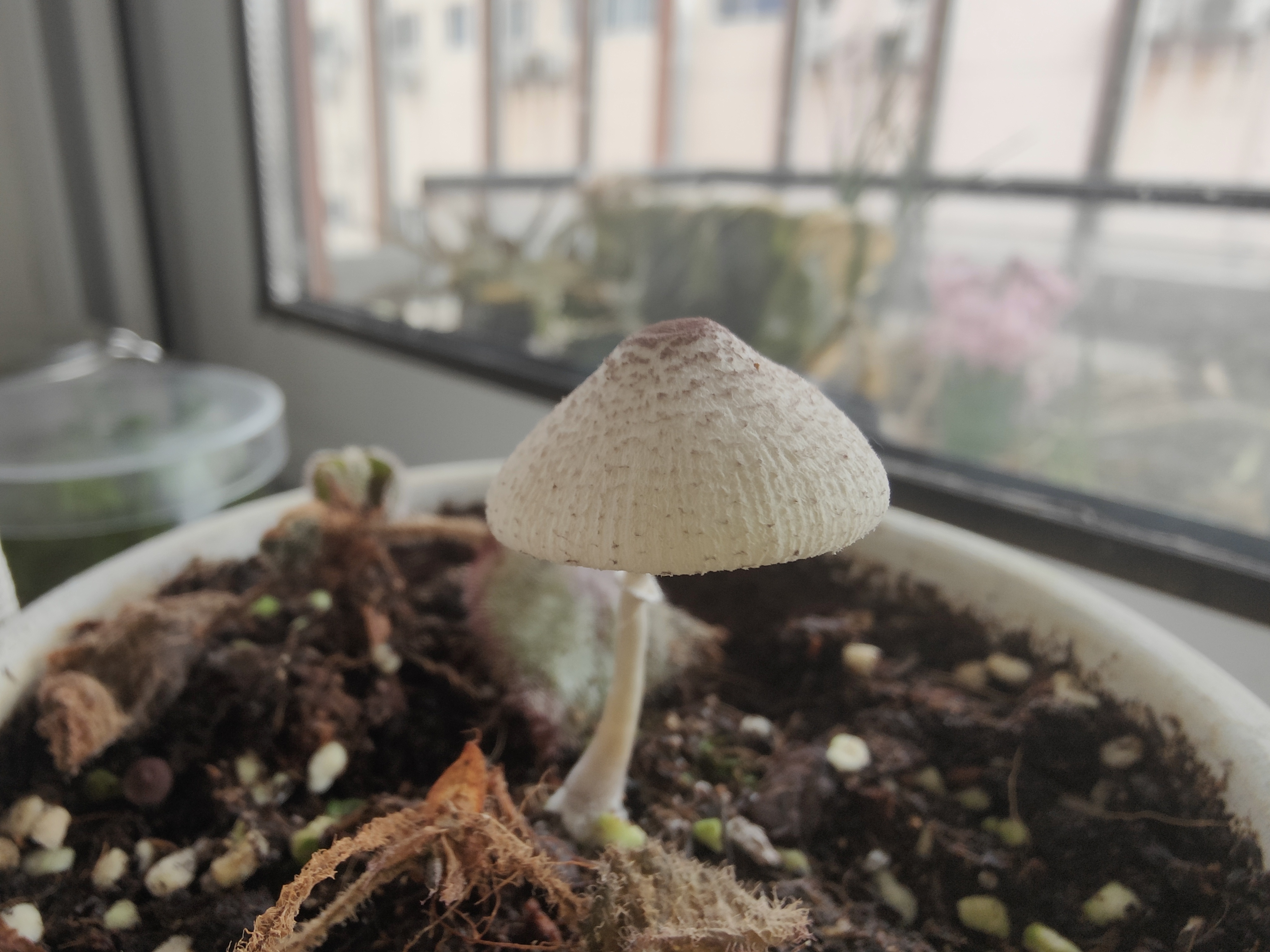 mushroom-image